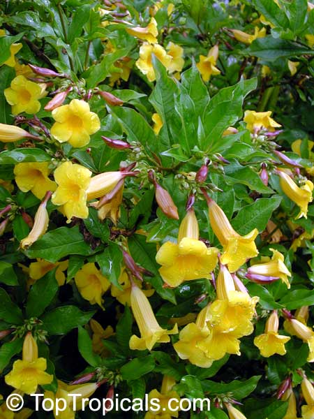 Allamanda cathartica, Allamanda nerifolia, Golden Trumpet Shrub