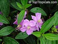 Melastoma malabathricum, Melastoma polyanthum, Melastoma sanguineum, Pink Tibouchina, Straits Rhododendron, Chinese Wild Peony, Indian rhododendron, Lasiandra, Pink Glory Bush