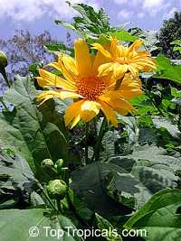 Tithonia diversifolia, Sunflower Tree, Tree Marigold, Wild Sunflower 