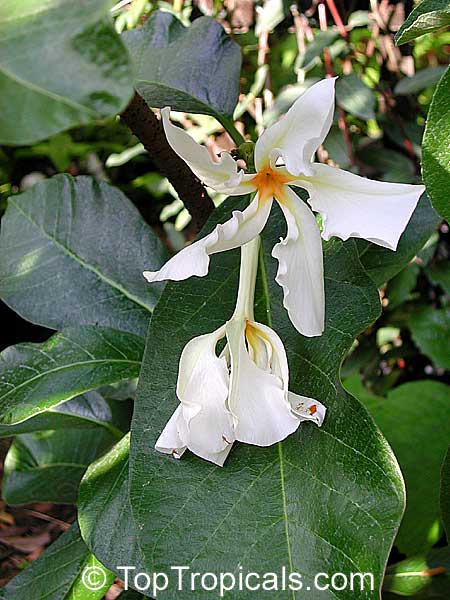 Chonemorpha fragrans, Chonemorpha macrophylla, Frangipani vine
