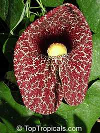 Aristolochia littoralis, Aristolochia elegans, Elegant Dutchmans Pipe, Calico Flower