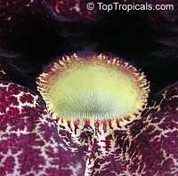 Aristolochia littoralis, Aristolochia elegans, Elegant Dutchmans Pipe, Calico Flower

Click to see full-size image