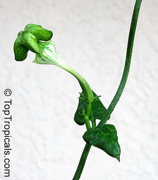 Ceropegia sandersonii, Parachute Plant, Umbrella Flower