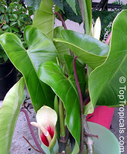 Philodendron x Burle Marx