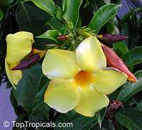 Allamanda cathartica, Allamanda nerifolia, Golden Trumpet Shrub

Click to see full-size image