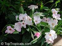 Mandevilla x amoena Alice du Pont, Dipladenia Alice du Pont, Hybrid mandevilla, Pink Chile Jasmine