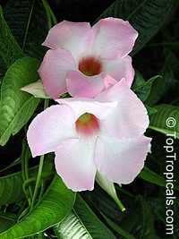Mandevilla x amoena Alice du Pont, Dipladenia Alice du Pont, Hybrid mandevilla, Pink Chile Jasmine