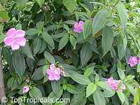 Melastoma malabathricum, Melastoma polyanthum, Melastoma sanguineum, Pink Tibouchina, Straits Rhododendron, Chinese Wild Peony, Indian rhododendron, Lasiandra, Pink Glory Bush