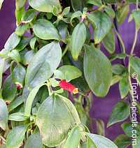 Manettia luteorubra, Manettia bicolor, Manettia luteo-rubra, Manettia inflata, Candy Corn Vine, Cigar Flower, Firecracker Plant

Click to see full-size image