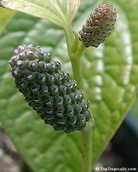 Vietnamese pepper Lalot - Piper sarmentosum