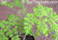 Moringa ovalifolia, Phantom Tree

Click to see full-size image