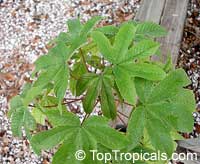 Cochlospermum gillivraei, Kapok

Click to see full-size image