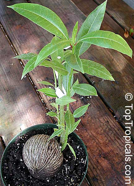 Cerbera odollam, Chiute, Chatthankai, Grey Milkwood, Sea Mango, Pong Pong Tree. Bonsai from seed