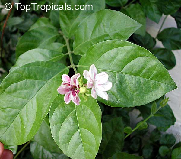 Sampaguita Leaves