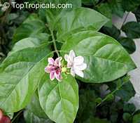 Jasminum Sambac TopTropicals Com