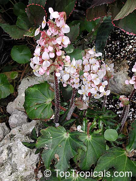 Begonia sp., Begonia