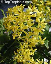 Senecio mikanioides, Delairea odorata, German Ivy, Water Ivy, Parlor Ivy

Click to see full-size image