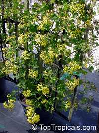 Senecio mikanioides, Delairea odorata, German Ivy, Water Ivy, Parlor Ivy

Click to see full-size image