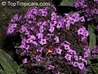 Heliotropium peruviana, Heliotropium arborescens, Turnsole, Cherry Pie

Click to see full-size image