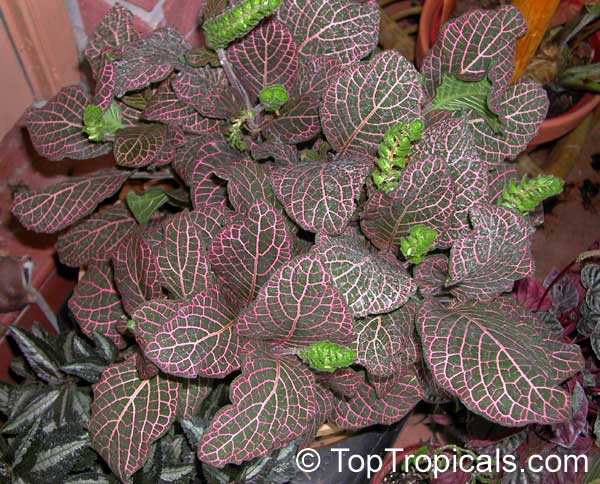 Fittonia albivenis, Fittonia verschaffeltii, Mosaic Plant, Nerve Plant, Painted Net Leaf