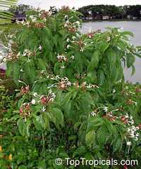 Clerodendrum minahassae, Fountain Clerodendrum, Clerodendron, Tube Flower

Click to see full-size image