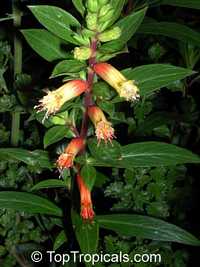 Cuphea melvilla, Cuphea micropetala, Candy Corn Plant

Click to see full-size image