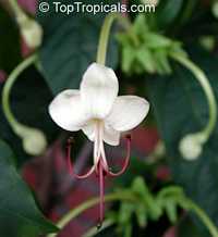 Clerodendrum sahelangii, Clerodendrum indicum, Clerodendrum infortunatum, Champagne Clerodenrum, Turks Turban, Skyrocket, Clerodendron

Click to see full-size image
