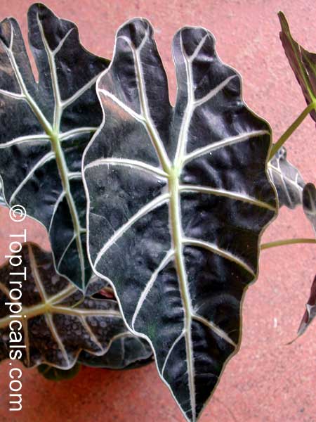 Alocasia sanderiana, Alocasia amazonica, Kris plant