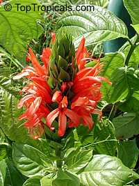 Pachystachys coccinea (spicata) - Cardinals Guard

Click to see full-size image