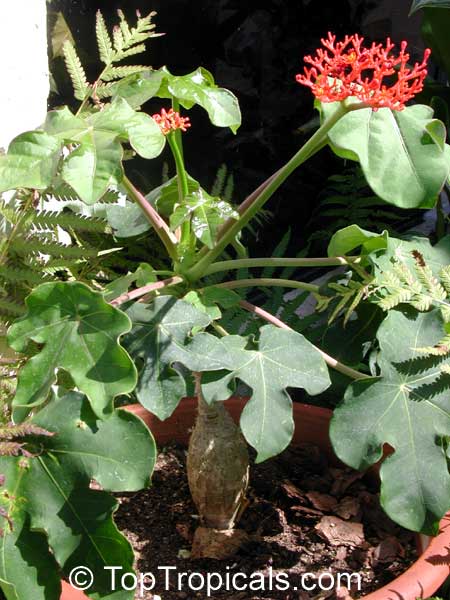 Jatropha podagrica - Gout plant