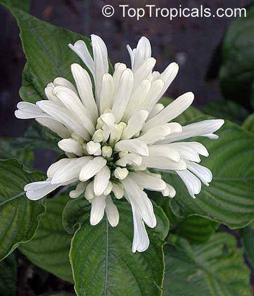 Justicia carnea Alba - White Brazilian Plume Flower