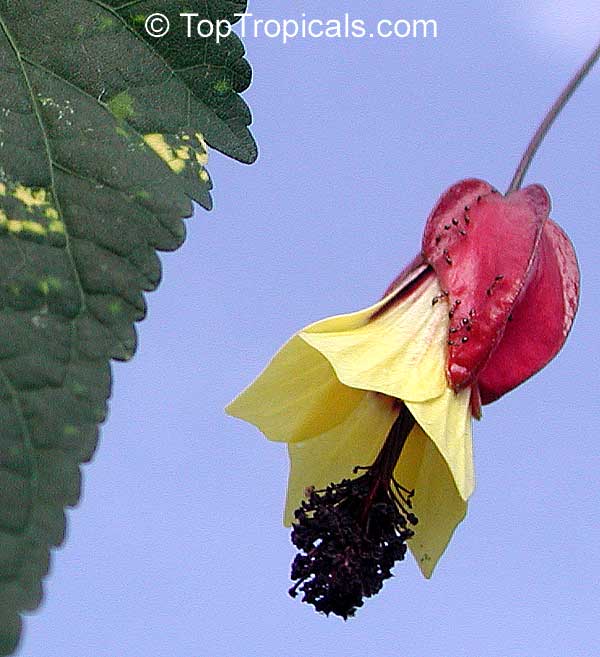 Abutilon megapotamicum, Abutilon vexillarium, Callianthe megapotamica, Flowering Maple, Trailing Abutilon, Brazilian Bell-flower. Abutilon megapotamicum variegatum