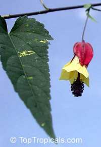 Abutilon megapotamicum, Abutilon vexillarium, Flowering Maple, Trailing Abutilon, Brazilian Bell-flower

Click to see full-size image