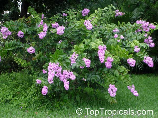 Lagerstroemia speciosa, Lagerstroemia flos reginae, Queens Crape Myrtle, Queens flower, Pride of India, Banaba.