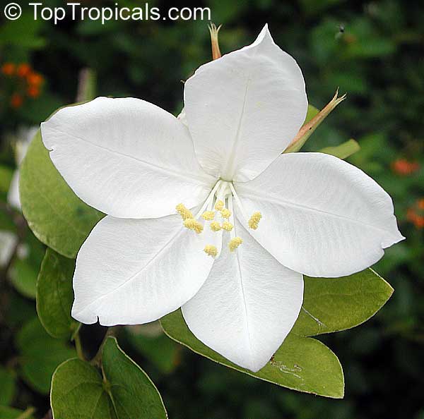 Bauhinia racemosa - Dwarf White Orchid Tree