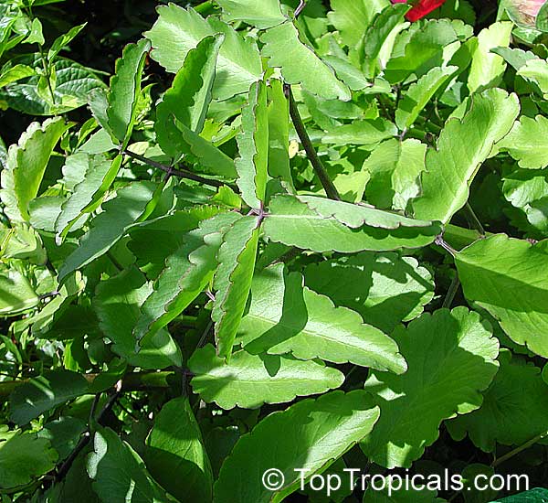Bryophyllum pinnatum, Kalanchoe pinnata, Bryophyllum calycinum, Bahamas Breath Plant, Hawaiian Air Plant