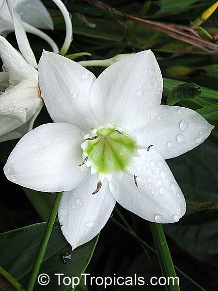 Eucharis grandiflora, Amazon Lily