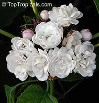 Clerodendrum philippinum - Cashmere   Bouquet