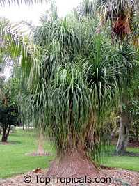 Beaucarnea recurvata, Nolina recurvata, Ponytail Palm, Pony Tail, Bottle Palm, Nolina, Elephant-foot Tree

Click to see full-size image