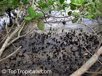 Avicennia germinans, Black Mangrove

Click to see full-size image