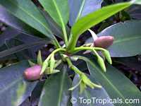 Rhizophora mangle, Red Mangrove

Click to see full-size image