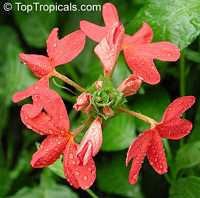 Crossandra Nile Queen, Red crossandra

Click to see full-size image