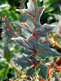 Solanum pyracanthum, Porcupine tomato

Click to see full-size image