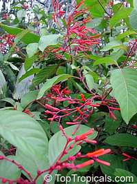 Hamelia patens, Fire Bush, Firecracker Plant

Click to see full-size image