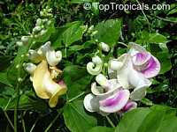 Cochliasanthus caracalla, Vigna caracalla, Phaseolus caracalla, Corkscrew flower, Snail vine

Click to see full-size image