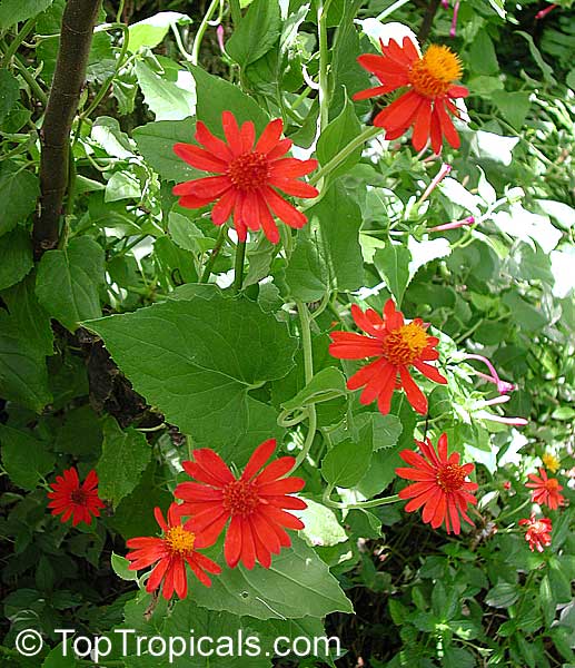 Brighten Your Garden: Mexican Flame Vine Guide