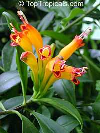 Aeschynanthus speciosus, Basket Plant, Lipstick Plant

Click to see full-size image
