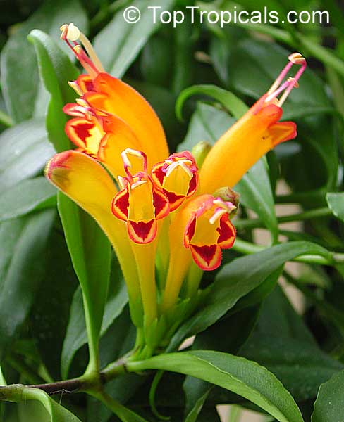 Aeschynanthus speciosus - Lipstick Plant