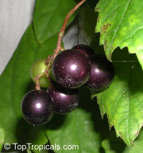 Vitis rotundifolia, Muscadinia rotundifolia, Muscadine Grape, Scuppernong, Bullace, Southern Fox Grape