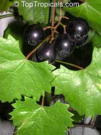 Vitis rotundifolia, Muscadinia rotundifolia, Muscadine Grape, Scuppernong, Bullace, Southern Fox Grape

Click to see full-size image